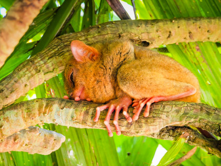 Close up shot of unique and cute looking Tarsier with large eyes. Bohol rainforest Tarsier sanctuary in Philippines of one of the smallest primatesの写真素材