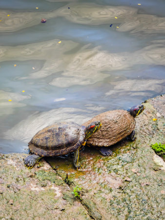 Funny turtles playing in natural environment in Marina Bay in downtown of Singapore in a middle of a cityの写真素材