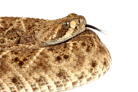Western Diamondback Rattlesnake (Crotalus atrox).