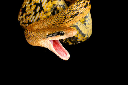 Taiwan Beauty Snake (Elaphe taeniura friesei).