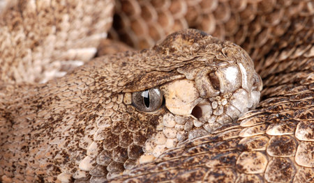 Western Diamondback Rattlesnake (Crotalus atrox).