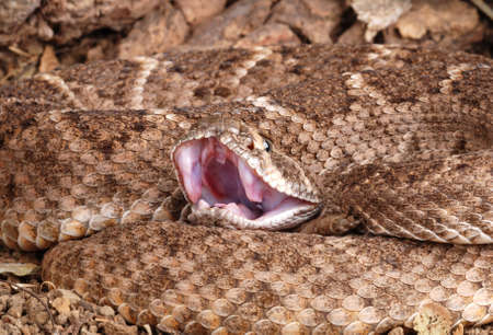 Western Diamondback Rattlesnake (Crotalus atrox).の写真素材