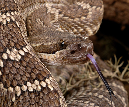 Southern Pacific Rattlesnake (Crotalus viridis helleri).