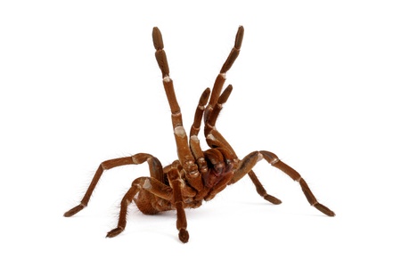 Goliath Birdeater Tarantula (Theraphosa blondi). This is the largest tarantula. It can reach 12 inches in length. An aggressive tarantula that does not like to be handled.