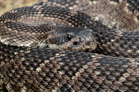 Rattlesnake