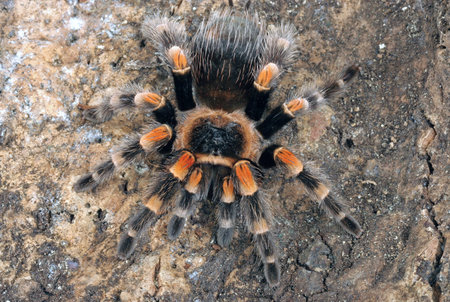 Mexican Redknee Tarantula (Brachypelma smithi).
