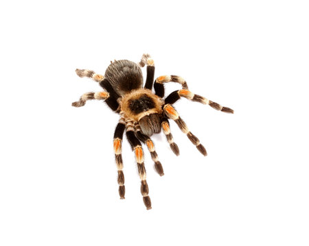 Mexican Redknee Tarantula (Brachypelma smithi) on white background.