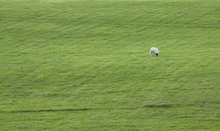 sheep on English green hilly fieldの写真素材