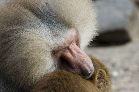 two monkeys holding each other in peaceの写真素材