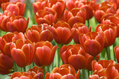 showing closeup of red tulips in sunlight