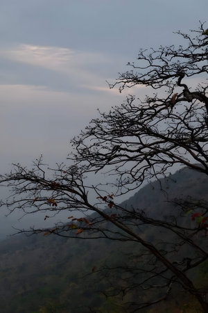 Moody landscape photograph featuring bare tree branches silhouetted against a soft, cloudy sky with...