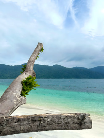 Peaceful tropical beach scene featuring a tree branch in the foreground overlooking clear turquoise sea and green island hills in the background. Natural framing creates depth and a tranquil island atmosphere, ideal for travel, relaxation, nature, summer, and background concepts with copy spaceの写真素材