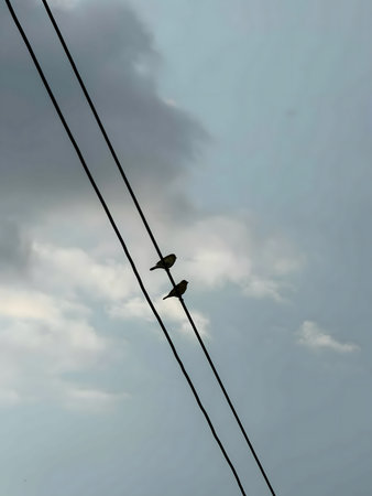 Two small birds perched on power line against cloudy sky background. Minimal nature scene...