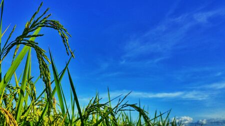 Rice branch in Thailandの素材