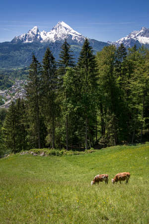 Cows in front of the impressive watzmann in Berchtesgaden, Bavariaの写真素材