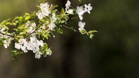 Honeybee Harvesting Pollen From Blossoming Tree Buds in Springtime