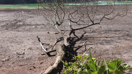 Telaga Warna volcanic lake in the Dieng plateau during the dry season looks dry.の写真素材