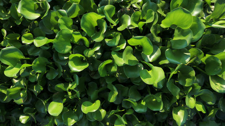 Water hyacinth in Rawa Pening lake. Water hyacinth blooms.