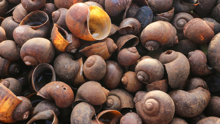 A pile of dead conch shells. Conch house. texture conch shells.の写真素材