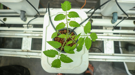 Modern agriculture. Hydroponic system on a bucket. Growing seedlings from vegetables. Hydroponic vegetables.の写真素材