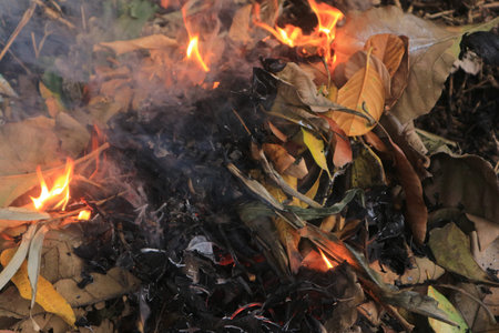 Close up of dry leaves burning on the ground in the forest, pollution of the environment conceptの写真素材