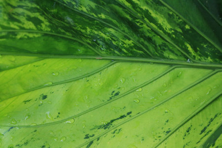 background texture green leaf structure macro photography