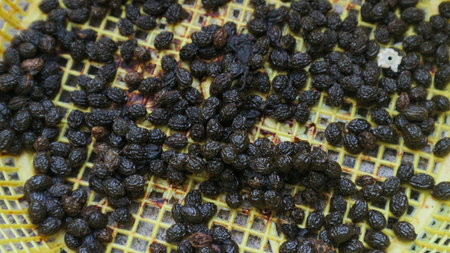 papaya seed texture close up