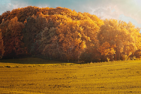 Autumn landscape, with colourful yellow foliage on the trees in evening light with a field in the foregroundの写真素材