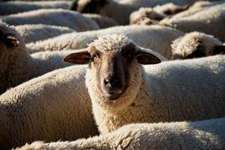 Curious sheep in a flock turning and looking at the camera in a close up viewの写真素材