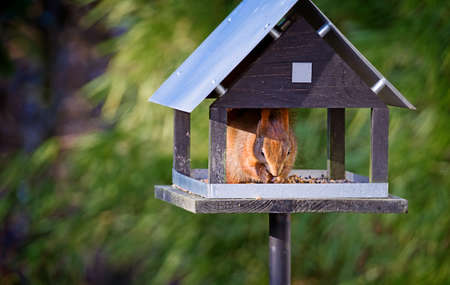 Cute squirrel eating in animal feeder made in a shape of a house on the pole, viewed from the front against blurred green foliage background with copy spaceの写真素材