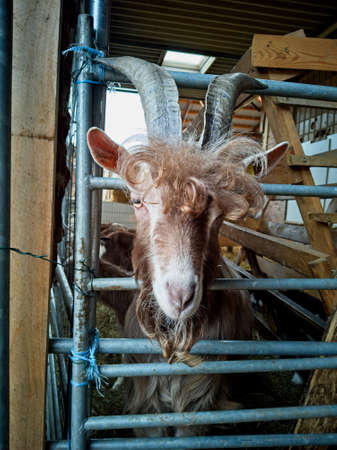 Close-up on a brown goat head with big horns, sticking out from behind the metal rods of the fence in the barnの写真素材
