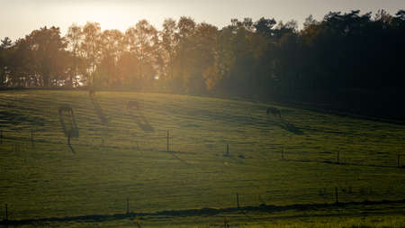 The silhouettes of horses grazing on the slopes of green pasture on sunny evening with long shadows, shot against the sun with warm glare, with dark trees in backgroundの写真素材