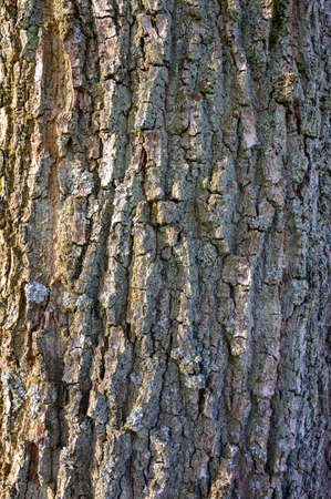 Full frame close up surface texture of rough bark on a tree trunk with striated cracksの写真素材
