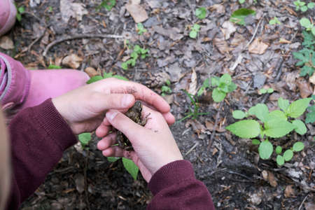 Top down view of a person crouching on the ground carefully holding a frog in their hand outdoors in a park or gardenの写真素材