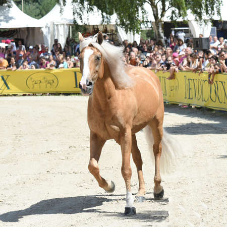 Santi serra horse dressage showのeditorial素材