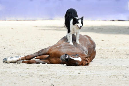 Santi serra horse dressage showのeditorial素材