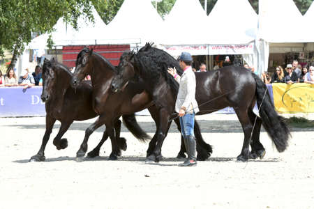 Santi serra horse dressage showのeditorial素材