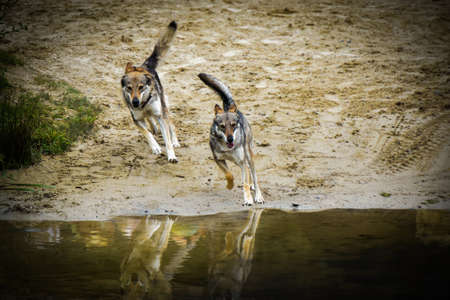 medieval show in puy du fouのeditorial素材