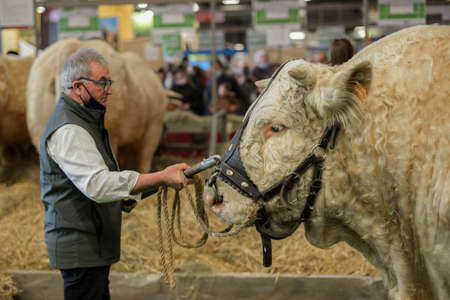 FEBRUARY 2022 - PARIS - FRANCE: view of a Charolais breed bull with his owner at the agricultural showのeditorial素材