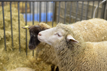 sheep in an enclosure at the agricultural show in Parisのeditorial素材