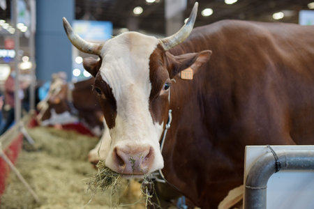 abundance breed cow at the agricultural show in Paris