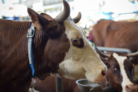 abundance breed cow at the agricultural show in Parisのeditorial素材