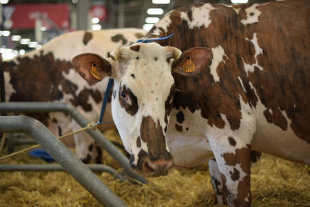 Norman breed cow at the agricultural show in Parisのeditorial素材