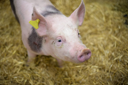 view of a pig in a box at the agricultural show in Parisのeditorial素材
