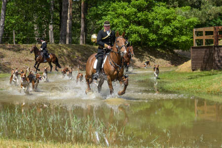 Fontainebleau - France - May 2022: demonstration of hunting with hounds in the forest of Fontainebleau at springのeditorial素材