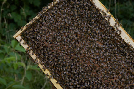 view of the frame of a beehive in an apiaryの写真素材