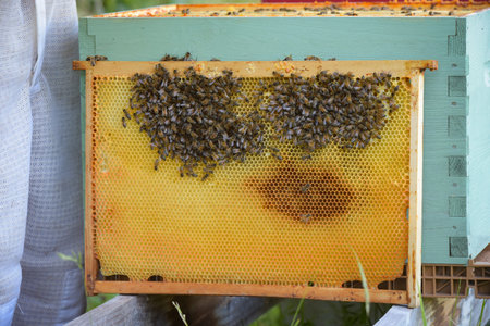 view of the frame of a beehive in an apiary