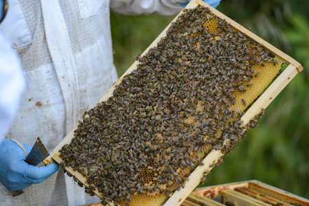 view of the frame of a beehive in an apiaryの写真素材