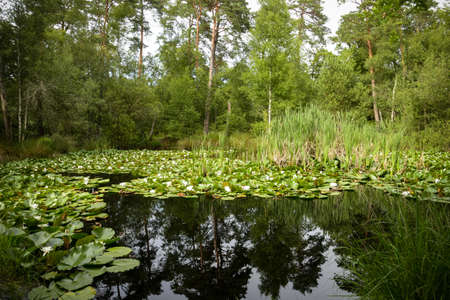 view on the beautiful piat pond in the forest of Fontainebleau in Franceの写真素材