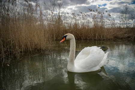 view of a swan in the wild in the middle of a pond in Franceの写真素材